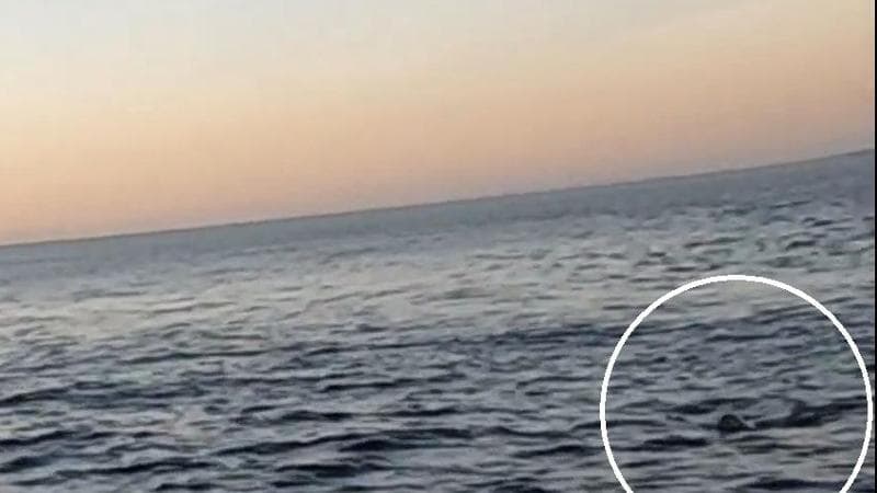 Immagine del post 17668 - Bari Avvistata foca monaca nelle acque del Salento, si moltiplicano le segnalazioni: “Ora vanno tutelate” - Bari