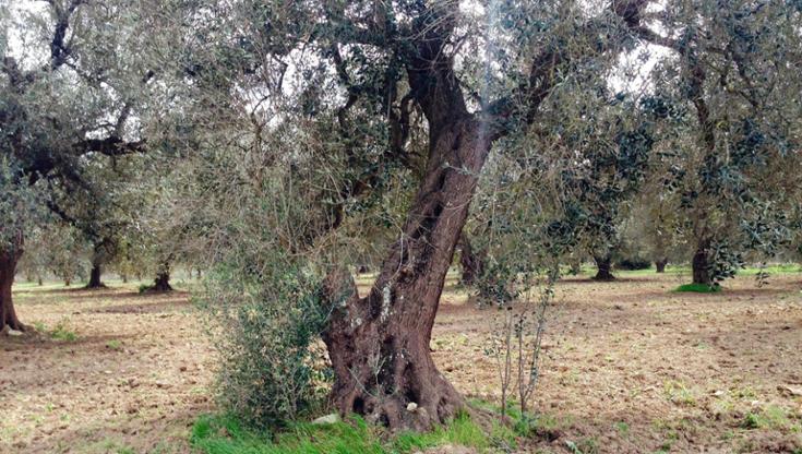 Immagine del post 7717 - Bari Gli ulivi resistenti alla xylella nel mirino della criminalità: “In Salento campagne sotto attacco” - Bari