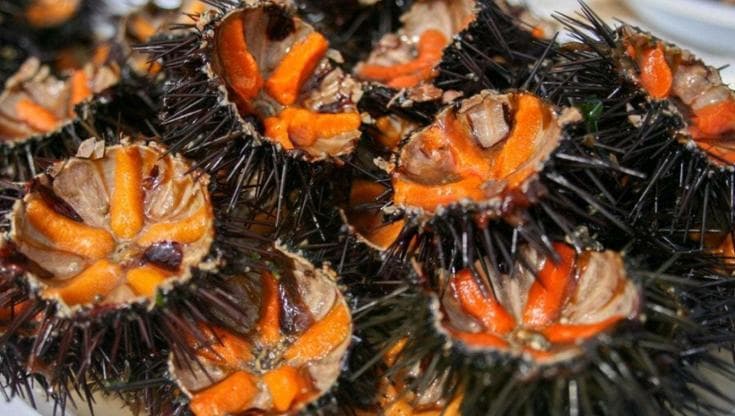 Immagine del post 22154 - Bari Ricci di mare, la Puglia proroga lo stop alla pesca fino al 2029: “Serve tempo per il ripopolamento” - Bari