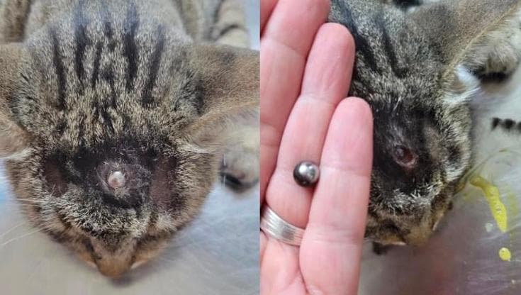Immagine del post 24291 - Bari Gatto colpito alla testa da un pallino d’acciaio, operato d’urgenza in Salento: “Gesto crudele” - Bari