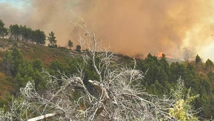 Vico del Gargano avvolto dalle fiamme, Canadair in azione: “Situazione grave, abitazioni a rischio” - Bari