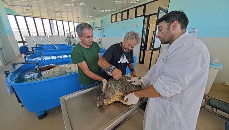 Immagine del post 24275 - Bari L’estate nera delle tartarughe marine fra esche e morsi ai bagnanti: “Non avvicinatevi per i selfie” - Bari