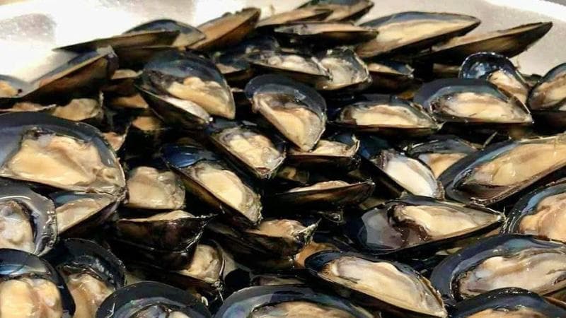 Immagine del post 26551 - Bari Stop alle cozze dall’estero: a Taranto vince il fronte del seme autoctono. “Tuteliamo l’ecosistema” - Bari