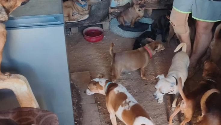 Fabbrica di cani maltrattati venduti come pinscher e chihuahua: blitz a Brindisi, denunciata coppia - Bari