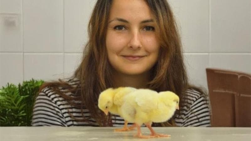 Immagine del post 14348 - Bari “Io, psicologa delle galline vi dico: non sono stupide come dicono” - Bari