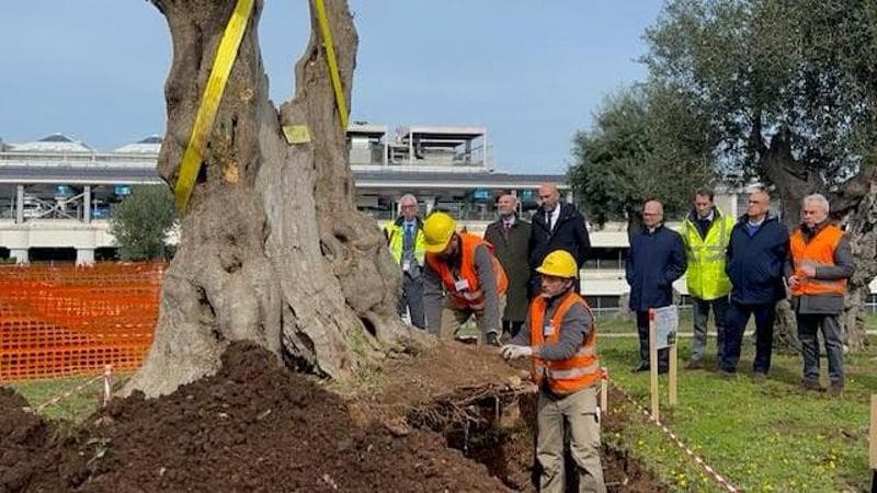 Immagine del post 2931 - Bari In aeroporto 36 alberi monumentali espiantati per il Nodo Bari Sud: “Custodi di biodiversità” - Bari