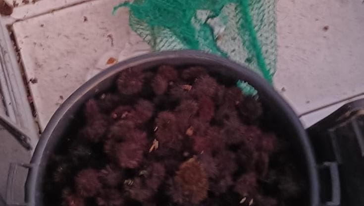 Immagine del post 17722 - Bari Ottomila ricci su un gommone alle Tremiti: scoperti in tre, multa da 1.000 euro a testa - Bari