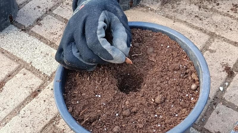 Immagine del post 6556 - Bari Taranto, a scuola si pianta un seme sopravvissuto alla bomba atomica del 1945: “La pace è possibile” - Bari