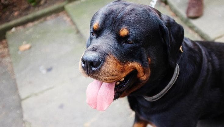 Bambina di 12 anni azzannata in strada da rottweiler mentre litiga con una ragazzina, è in ospedale - Bari