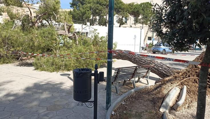 Immagine del post 9033 - Bari Galatina, grosso albero per il vento cade in piazza nel giorno della festa patronale: ferito un uomo - Bari