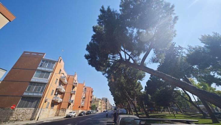Sono malati e rischiano di cadere: a Bari altri tre alberi abbattuti. “In città ne mancano mille” - Bari