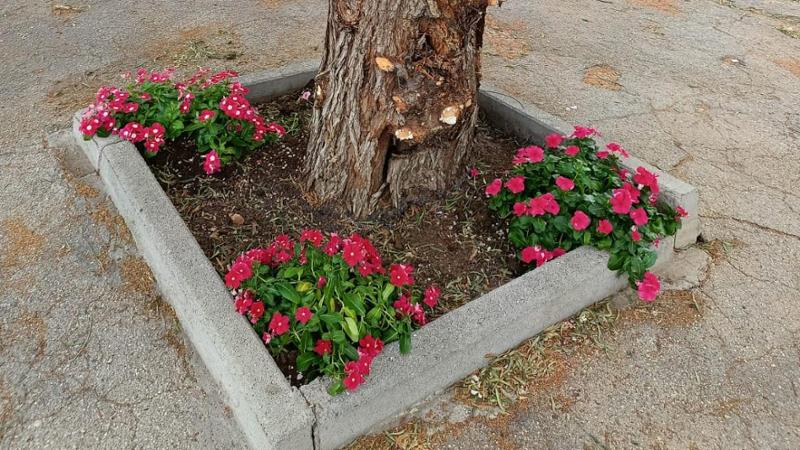 Immagine del post 10144 - Bari Bari, a Japigia una cittadina pianta dei fiori nelle aiuole dei salici piangenti: “Ma non rubateli” - Bari