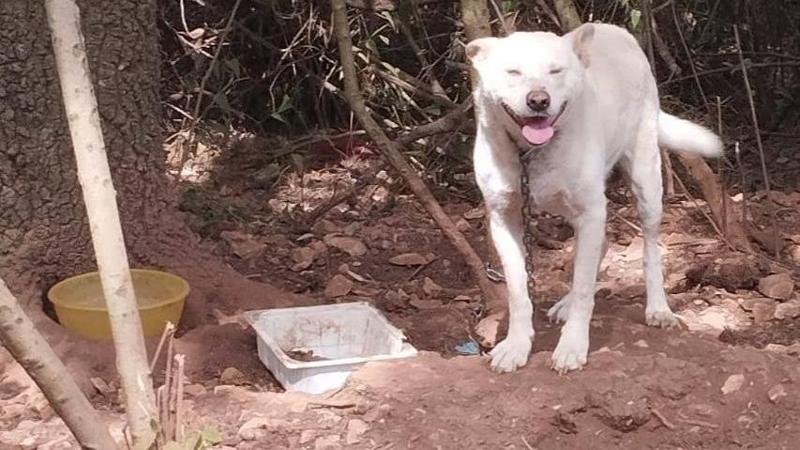Cani con le catene e senza acqua sotto il sole salvati a Martina Franca: ora in cinque cercano casa - Bari