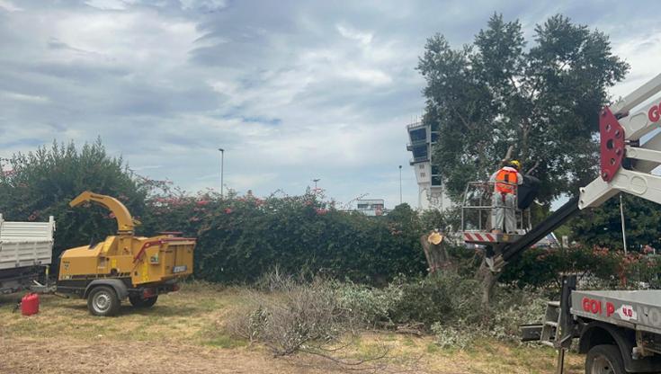 Nell’aeroporto di Bari eradicato primo ulivo colpito da xylella. Al lavoro per gli altri sette - Bari