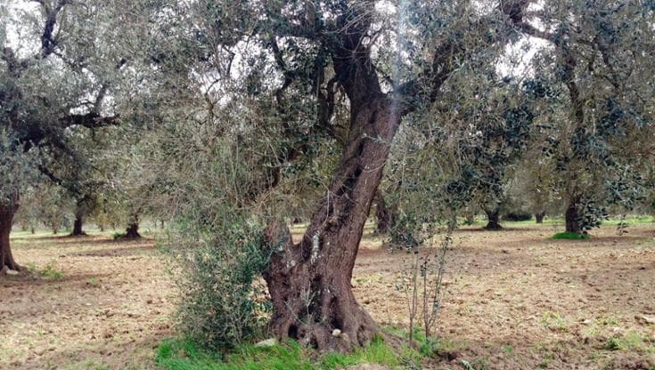 Immagine del post 13201 - Bari Xylella, in provincia di Foggia via libera all’abbattimento di 47 ulivi infetti e di piante vicine - Bari