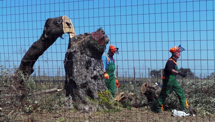 Immagine del post 18807 - Bari “Errori e sprechi nella lotta alla xylella”, ora Lollobrigida vuole un commissario e invoca indagini - Bari