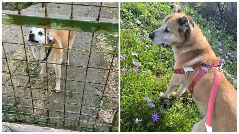 Immagine del post 19919 - Bari “C’è un cane anziano abbandonato in un terreno”: una donna segnala alla Lav e poi lo adotta - Bari