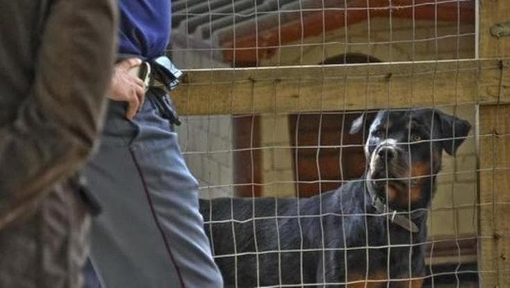Immagine del post 19910 - Bari Ferita da un rottweiler, due sorelle minorenni lo hanno aizzato dopo una lite: “Tentato omicidio” - Bari