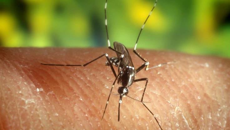 Immagine del post 10195 - Bari Febbre del Nilo, cavallo positivo al virus in provincia di Lecce: limiti alle donazioni di sangue - Bari