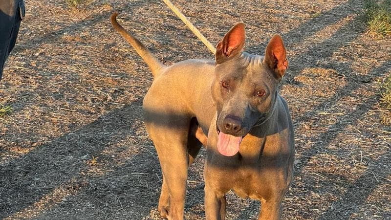 Immagine del post 11113 - Bari Lasciato al bar legato a un tavolo, il cane Archie torna col proprietario: lui era stato arrestato - Bari