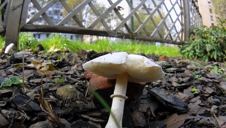 Immagine del post 13239 - Bari Donna morta per aver mangiato funghi selvatici, ricoverata anche la figlia: caccia al veleno - Bari
