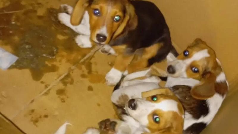 Quattro cuccioli abbandonati in un cartone a Foggia, salvati da un passante: “Adottateli” - Bari
