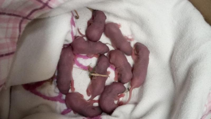 Immagine del post 1072 - Bari Bari, appello per adattare 9 cuccioli di topo: "Aiutatemi a salvarli, volevano ucciderli nella tana” - Bari
