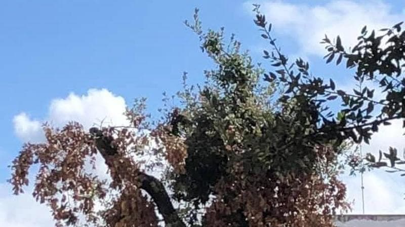 Immagine del post 4958 - Bari Anche i lecci in Puglia stanno morendo, si teme un altro effetto Xylella - Bari