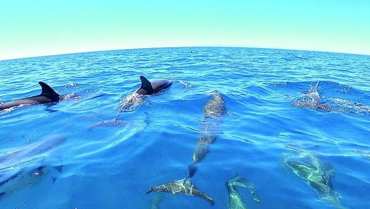 Immagine del post 19960 - Bari In barca per un aperitivo o in cerca di delfini: i tour alla scoperta del mare - Bari