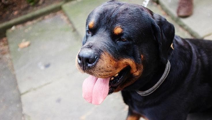 Immagine del post 19975 - Bari “Ringrazia Dio che il cane ha lasciato la presa...”. Nuove minacce dopo l’aggressione col rottweiler - Bari