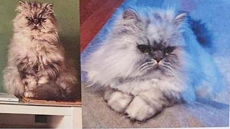 Cercasi Dante disperatamente, a Gallipoli smarrito il gatto di due turisti americani: “Aiutateci” - Bari