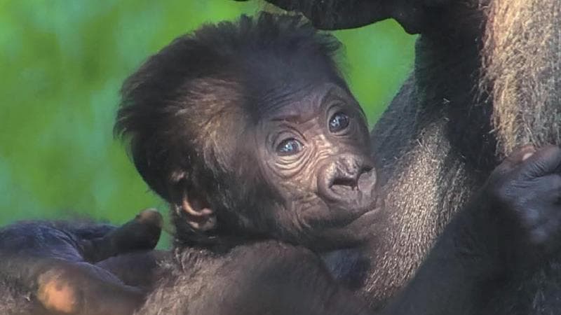 Si chiama Thara la gorilla nata allo Zoosafari: il nome scelto sui social, ora tocca al fratellino - Bari