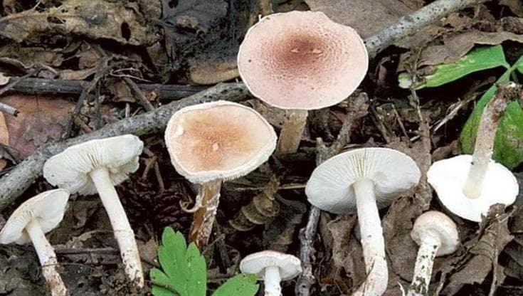 Immagine del post 13290 - Bari Ostuni, identificati i funghi che hanno ucciso una donna e intossicato la figlia: raccolti nel bosco - Bari
