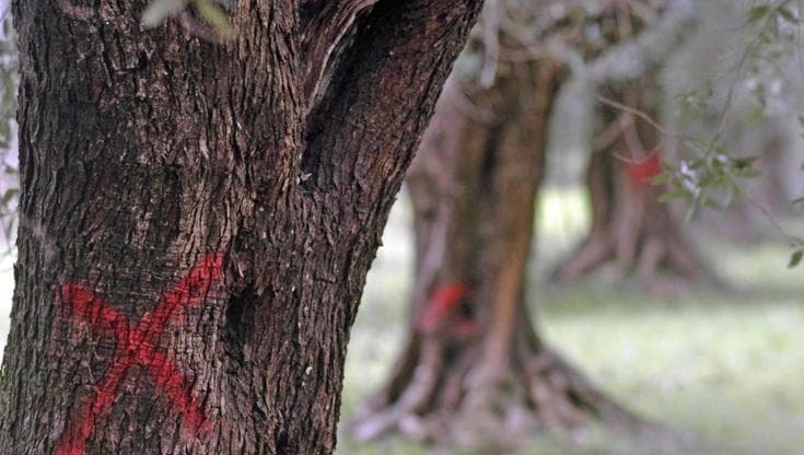 Stop ai tagli preventivi di ulivi per la xylella. A decidere il Tar di Bari: “Danni irreversibili” - Bari