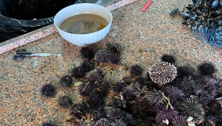 Immagine del post 7893 - Bari Ricci di mare a rischio estinzione. Uno studio: in alcune zone della Puglia, densità vicina allo 0 - Bari