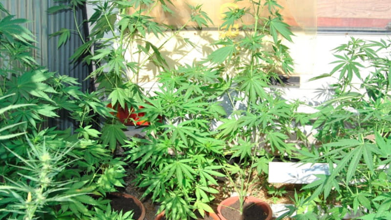 Sotto un pollaio il bunker segreto della marijuana, botola s’azionava con un telecomando: 5 arresti - Bari