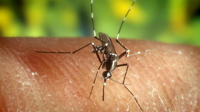 West Nile, secondo caso in Puglia: il virus in un cavallo morto in provincia di Foggia - Bari