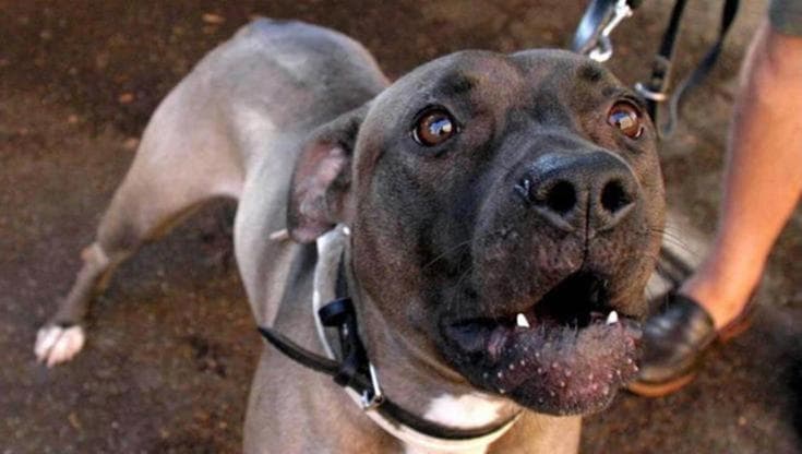 Immagine del post 13325 - Bari Galatina, accarezza il suo pitbull mentre dorme e viene azzannato: 80 punti di sutura - Bari