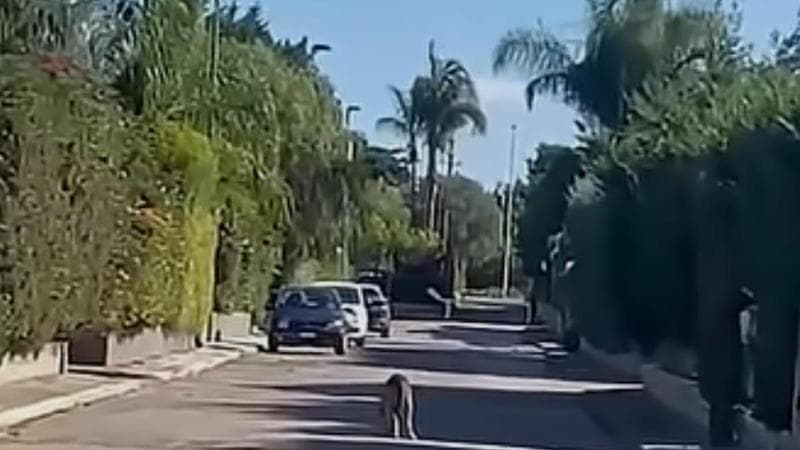 Immagine del post 26705 - Bari Nuovo allarme lupo a Noicattaro, i residenti: “Si aggira ferito fra le case, non siamo al sicuro” - Bari