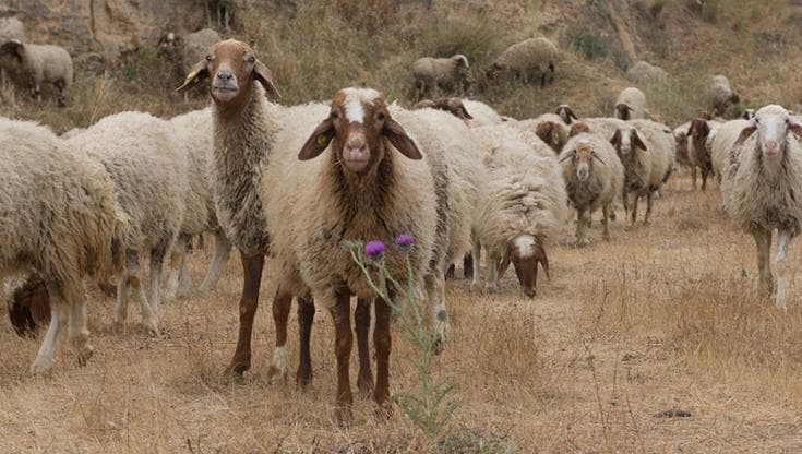 Immagine del post 15487 - Bari A Ruvo strage di pecore: investiti almeno 12 animali fuggiti da un ovile. Illesi gli automobilisti - Bari