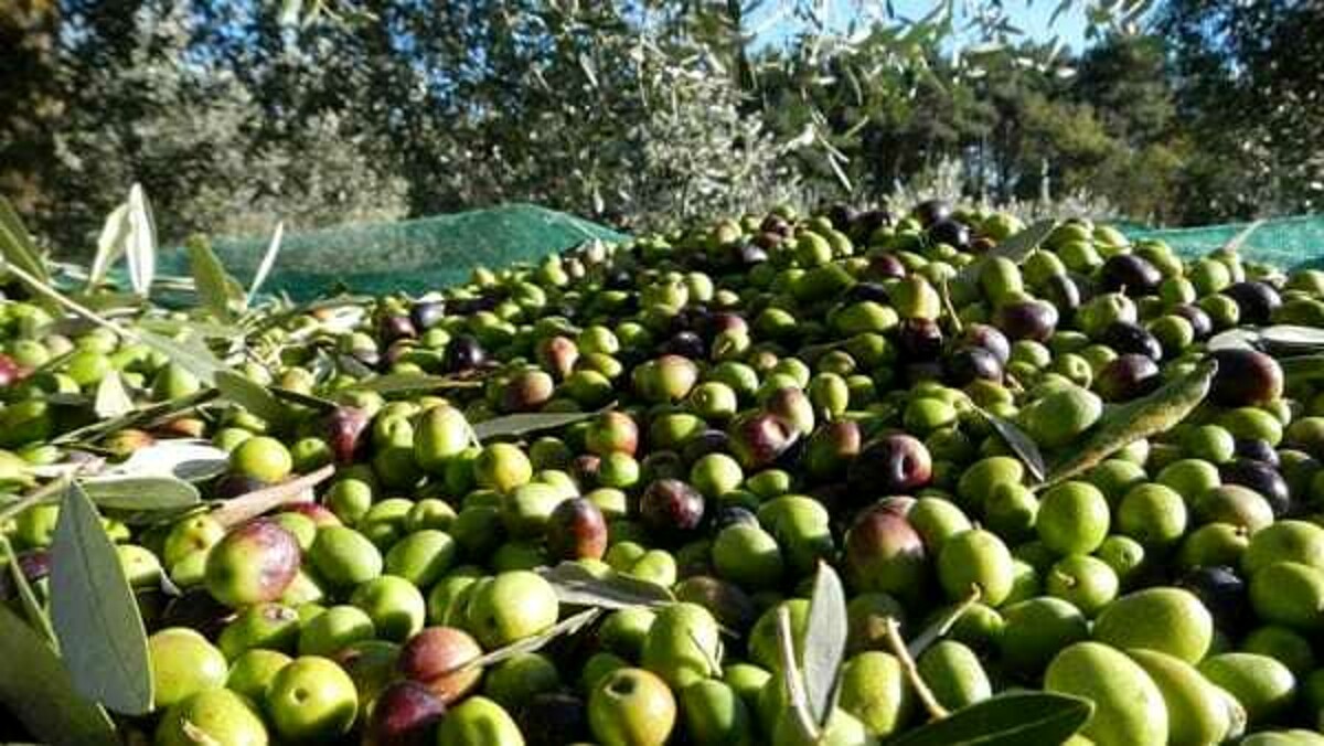 Migrante del Cara sfruttato per la raccolta delle olive: denunciato proprietario d'azienda agricola - Bari