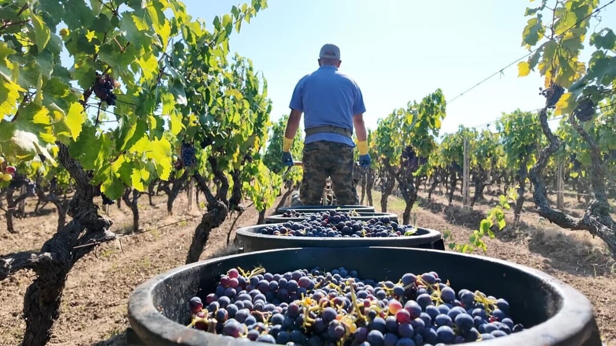 Immagine del post 5173 - Bari I dazi di Trump fanno tremare l'agroalimentare barese: perché l'export di olio e vino è a rischio - Bari