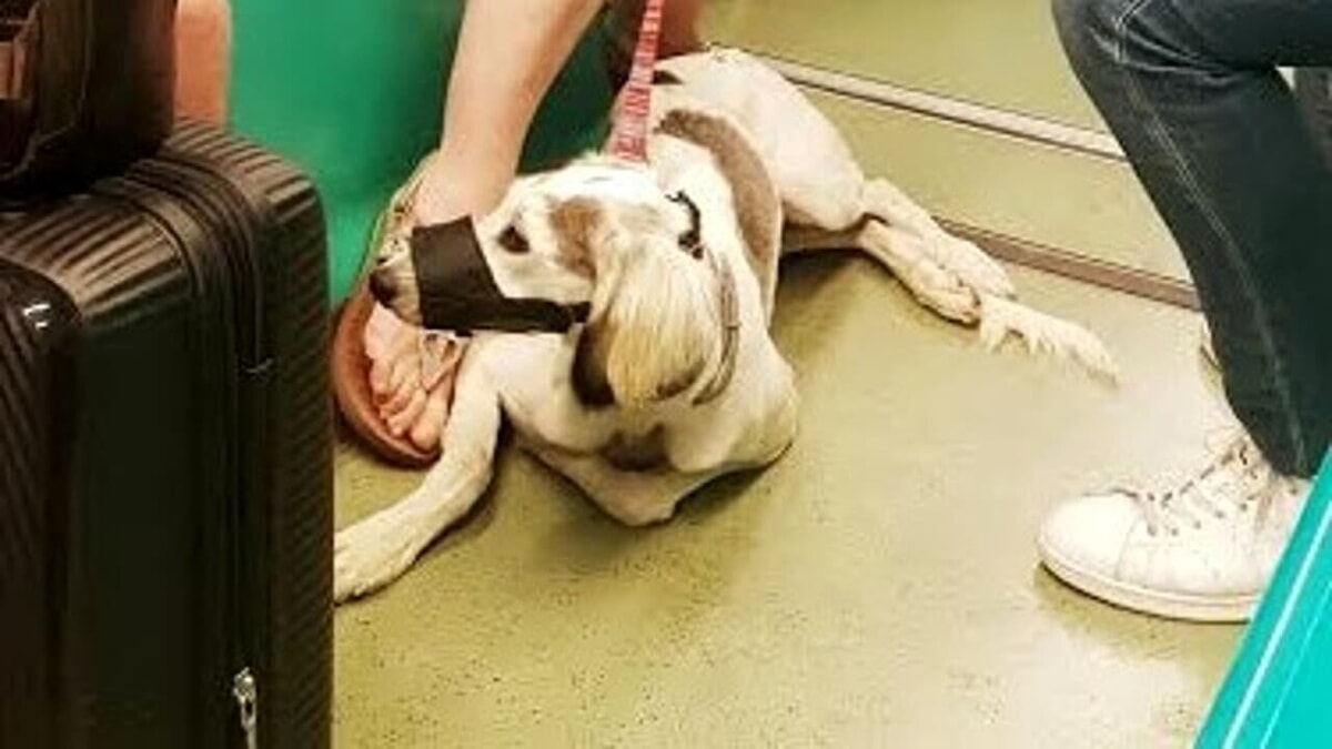 Immagine del post 3255 - Bari Cani di grossa taglia non ammessi sui bus, l'appello di una cittadina al Comune: "Regolamento Amtab da cambiare" - Bari