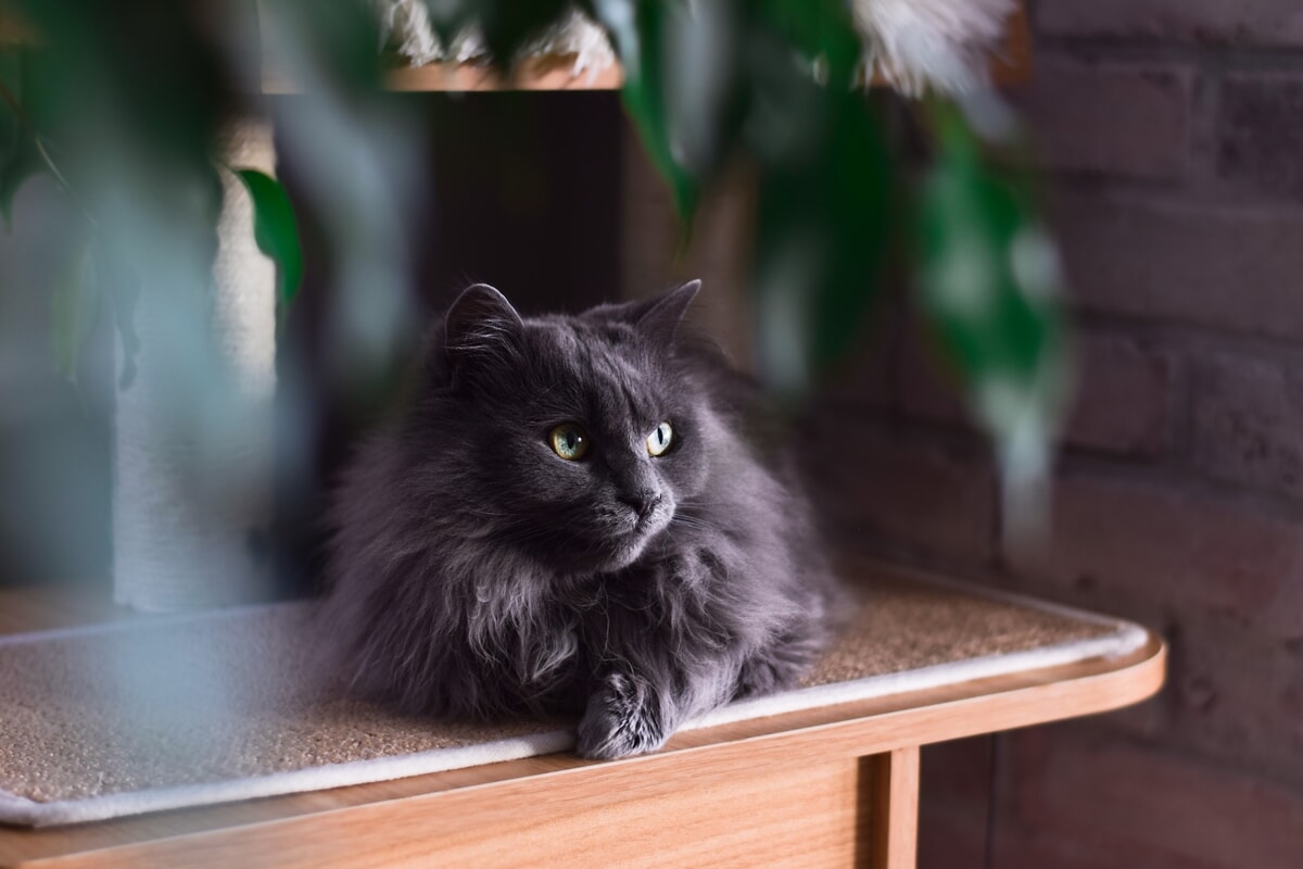 Immagine del post 5232 - Bari Elegante, affettuoso e dolcissimo: alla scoperta del gatto Tiffany - Bari