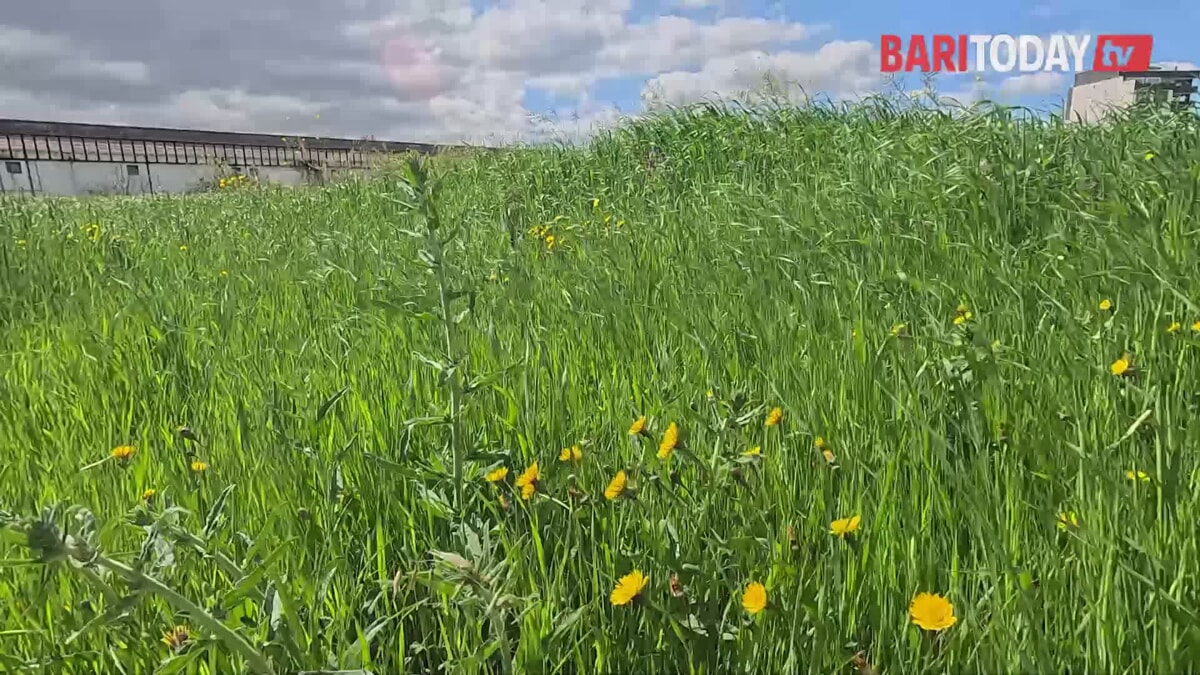 Al via i lavori nell'ex Fibronit, un anno per il parco: "Dalla fabbrica della morte all'area verde nel nome di Maria Maugeri" - Bari