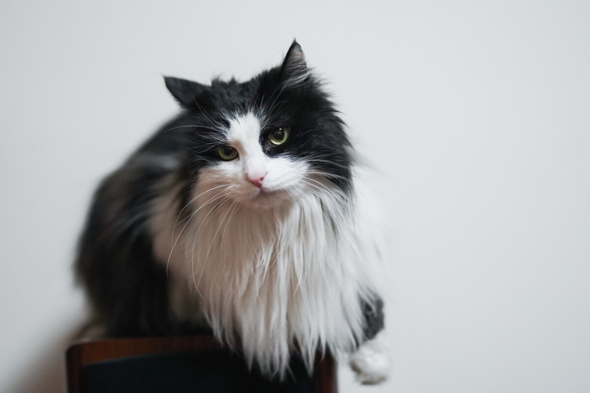 Il Cymric: una razza felina affascinante e rara - Bari