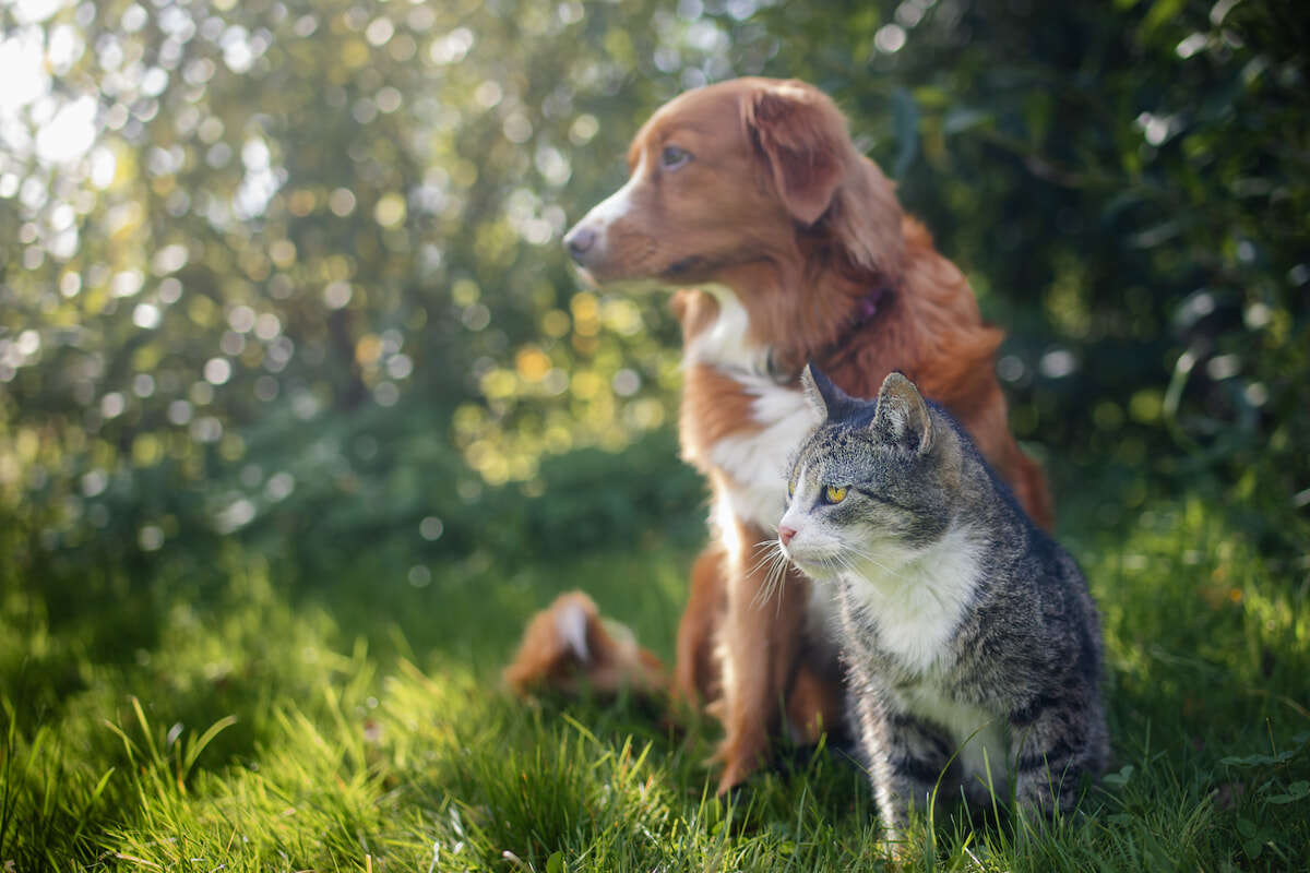 Smarrimenti e ritrovamenti degli animali domestici: le principali cause e come affrontarli - Bari