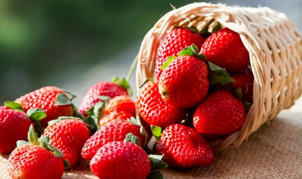 Le fragole, grandi alleate del metabolismo: i benefici racchiusi nei frutti tipici della primavera - Bari