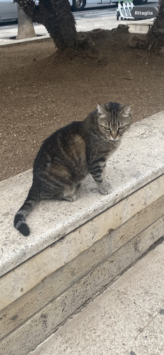 Lulù, la gattina di Bari vecchia - Bari