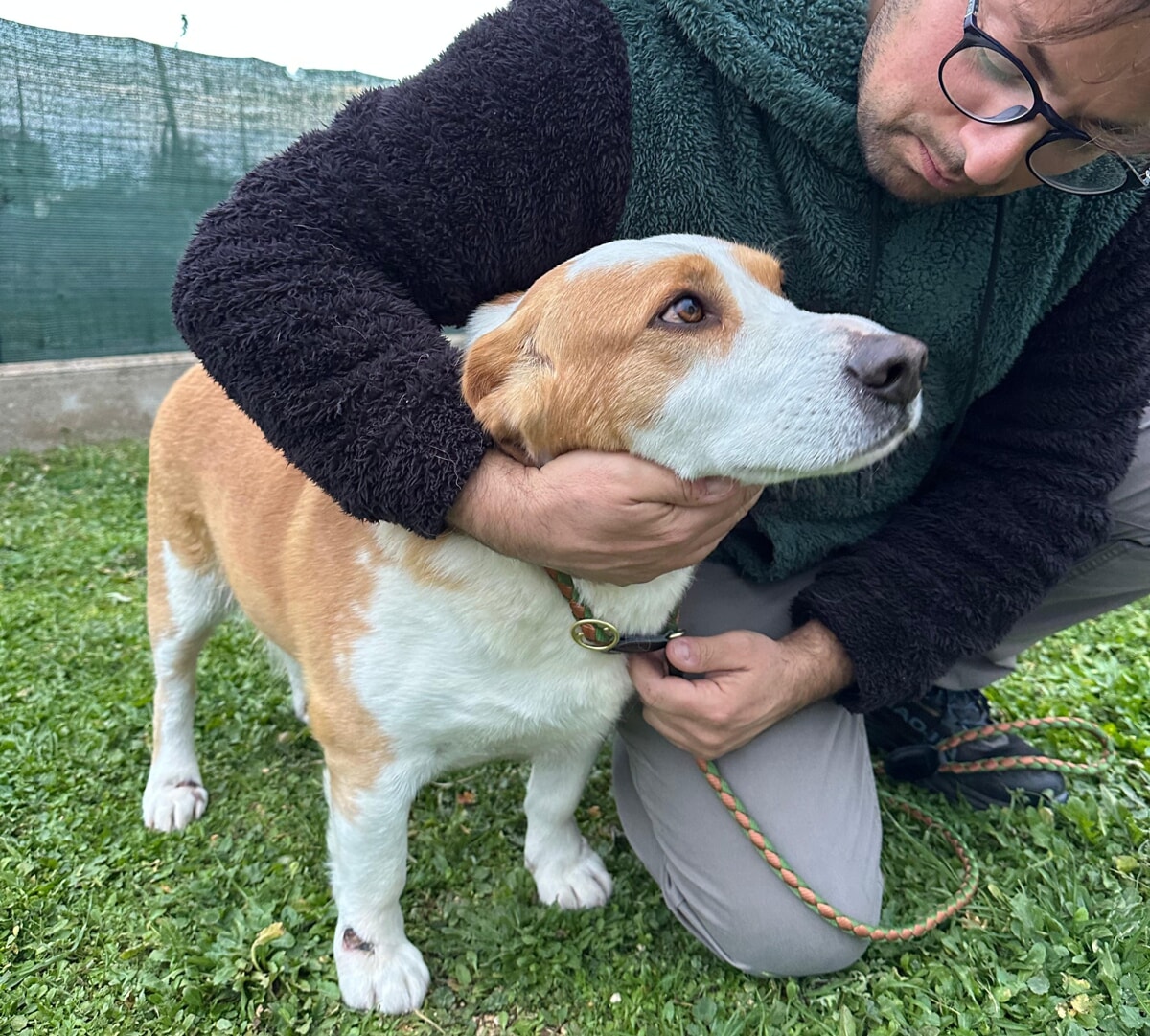 Cane legato con il guinzaglio a un'auto e trascinato: denunciati padre e figlio a Cassano - Bari